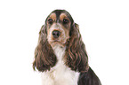 English Cocker Spaniel