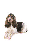 English Cocker Spaniel