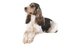 English Cocker Spaniel