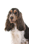 English Cocker Spaniel