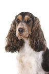 English Cocker Spaniel