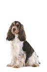 sitting English Cocker Spaniel