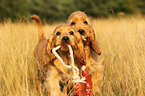 English Cocker Spaniel Puppies