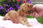 English Cocker Spaniel Puppy