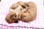 English Cocker Spaniel Puppies