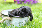 English Cocker Spaniel Puppy