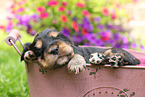 English Cocker Spaniel Puppy