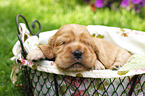 English Cocker Spaniel Puppy