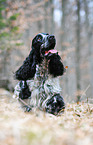 walking English Cocker Spaniel