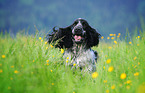 English Cocker Spaniel Portrait