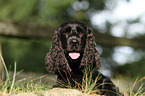 English Cocker Spaniel Portrait