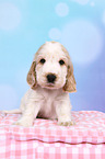 English Cocker Spaniel Puppy