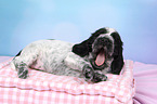 English Cocker Spaniel Puppy