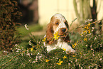 English Cocker Spaniel Puppy