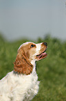 English Cocker Spaniel Puppy