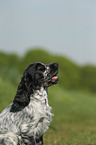 English Cocker Spaniel Puppy