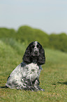 English Cocker Spaniel Puppy