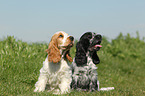 English Cocker Spaniel Puppies