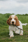 English Cocker Spaniel Puppy