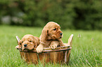 2 English Cocker Spaniel Puppies