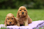 2 English Cocker Spaniel Puppies