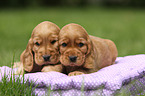 2 English Cocker Spaniel Puppies