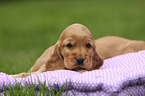 English Cocker Spaniel Puppy