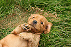 English Cocker Spaniel Puppy