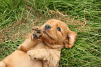 English Cocker Spaniel Puppy