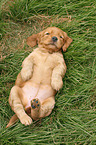 English Cocker Spaniel Puppy