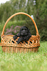 English Cocker Spaniel Puppy