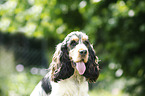 English Cocker Spaniel Portrait