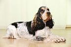 lying English Cocker Spaniel