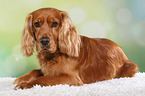 lying English Cocker Spaniel