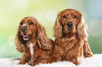 2 English Cocker Spaniel