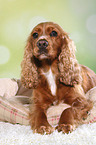 lying English Cocker Spaniel