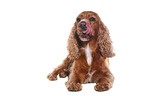 lying English Cocker Spaniel