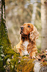 lying English Cocker Spaniel