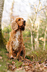 sitting English Cocker Spaniel