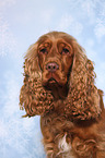 English Cocker Spaniel Portrait