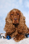 lying English Cocker Spaniel