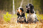 2 English Cocker Spaniels