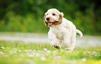 English Cocker Spaniel Puppy