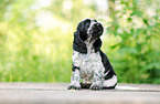 English Cocker Spaniel Puppy