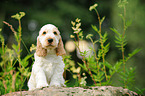 English Cocker Spaniel Puppy