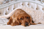 English Cocker Spaniel in bed