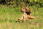 running English Cocker Spaniel