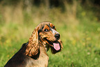 English Cocker Spaniel Portrait