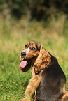 English Cocker Spaniel Portrait