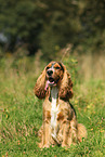 sitting English Cocker Spaniel